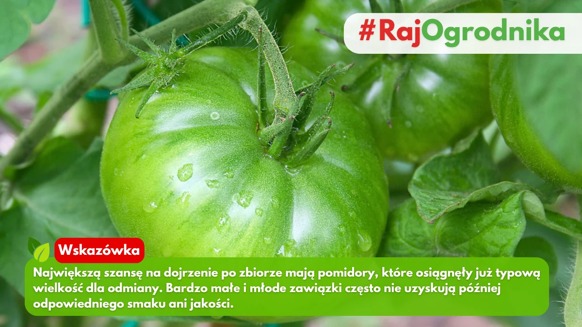 Które zielone pomidory mają szansę dojrzeć po zbiorze blog sklep rajogrodnika